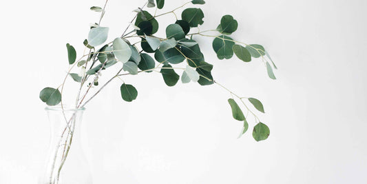 What Does Hypoallergenic Really Mean?