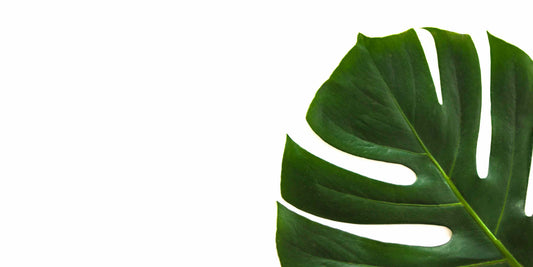 Why Organic Skin Care Products Are Superior