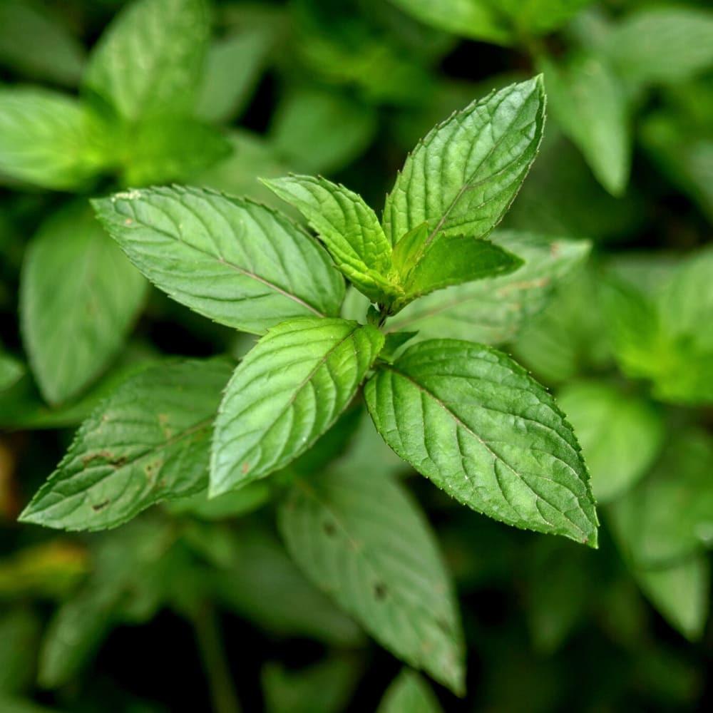 Yein&Young Peppermint Essential Oil - 10ml