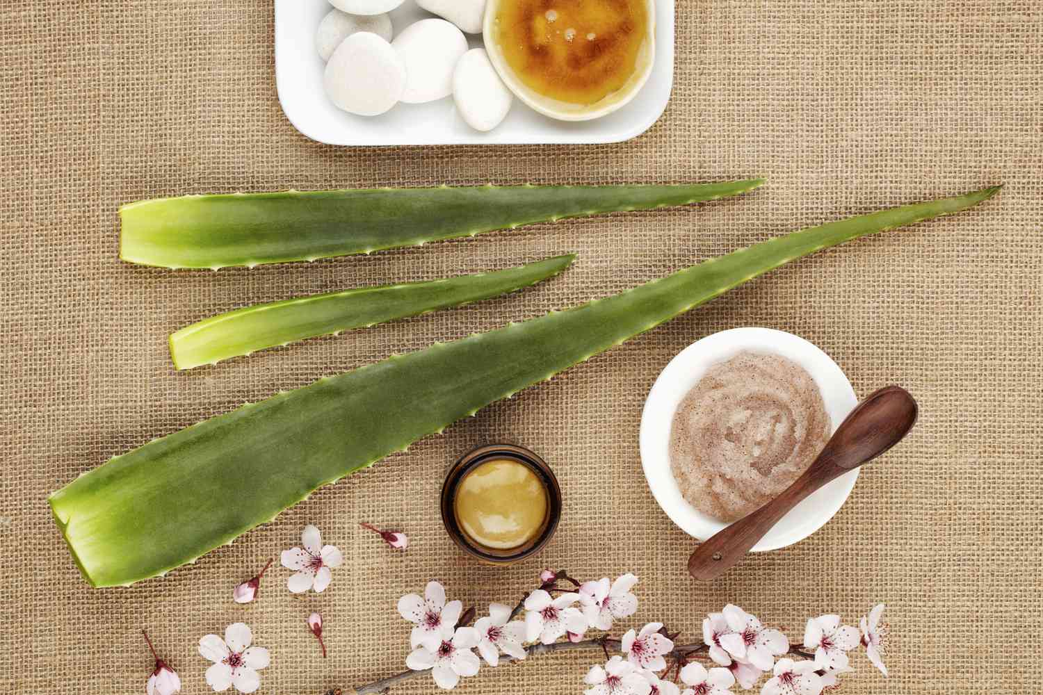The Science Behind Aloe Vera: Why This Plant Is More Than a Skin Soother