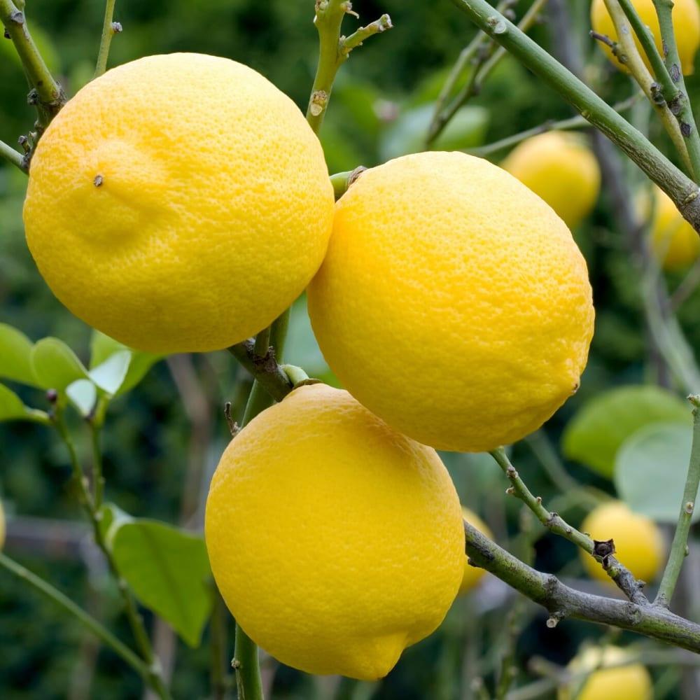 Yein&Young Lemon Essential Oil - 10ml